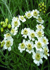 Achillea x kellereri 